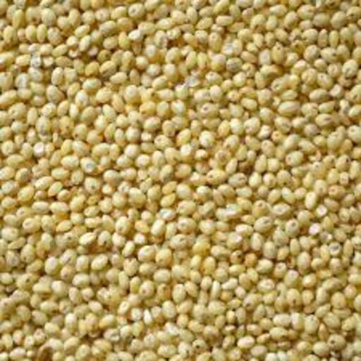 Organic Proso Millet